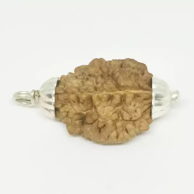Two Faced Rudraksha