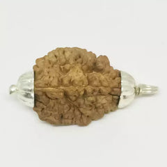 Two Faced Rudraksha