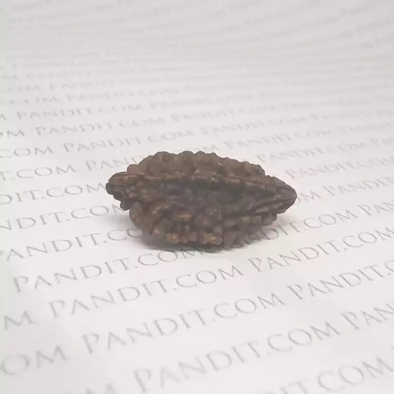 Two Faced Rudraksha