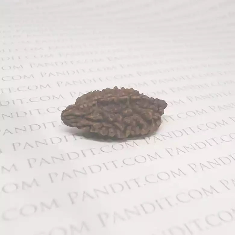 Two Faced Rudraksha