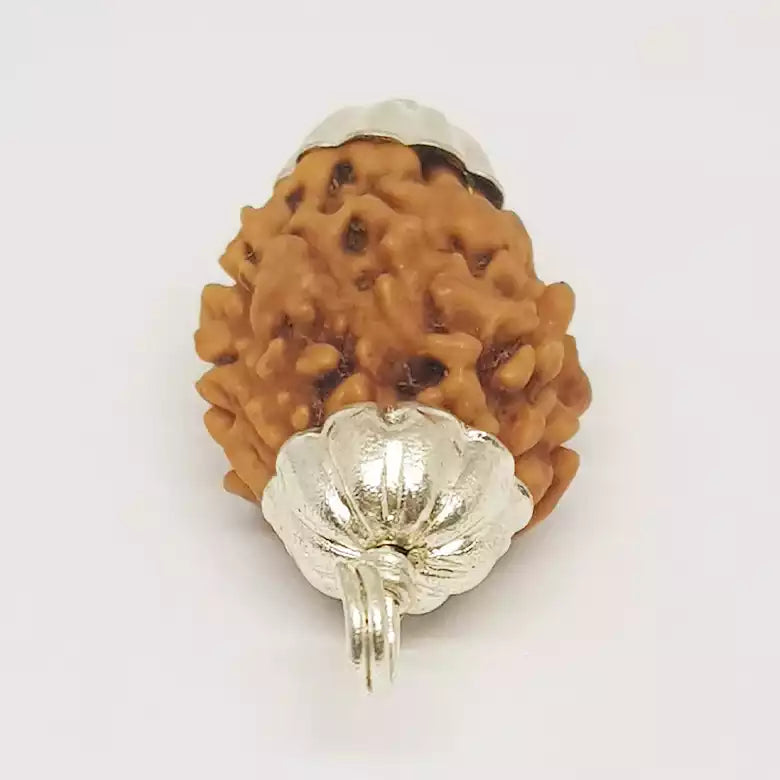 Two Mukhi Premium Rare Rudraksha