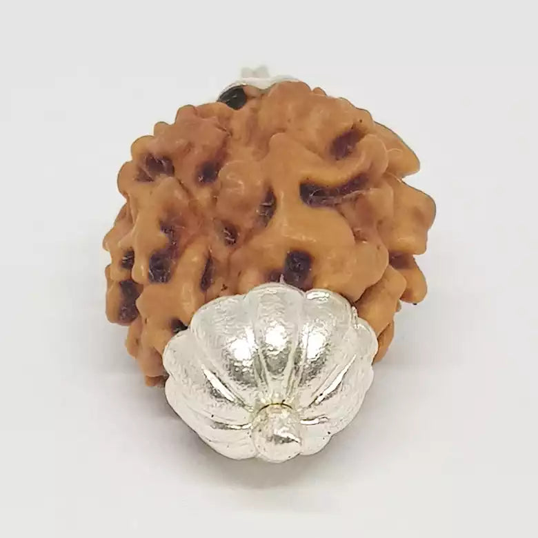 Two Mukhi Premium Rare Rudraksha