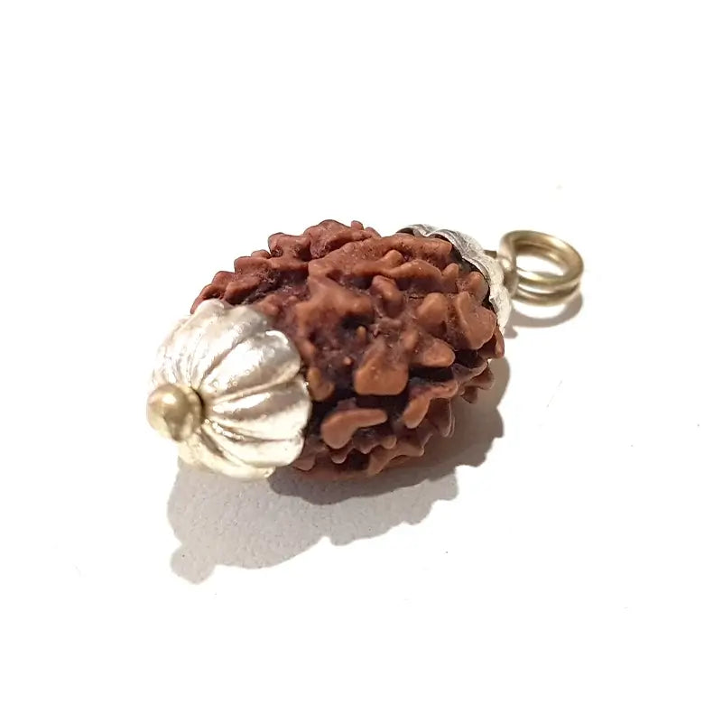 Two Mukhi Premium Rare Rudraksha