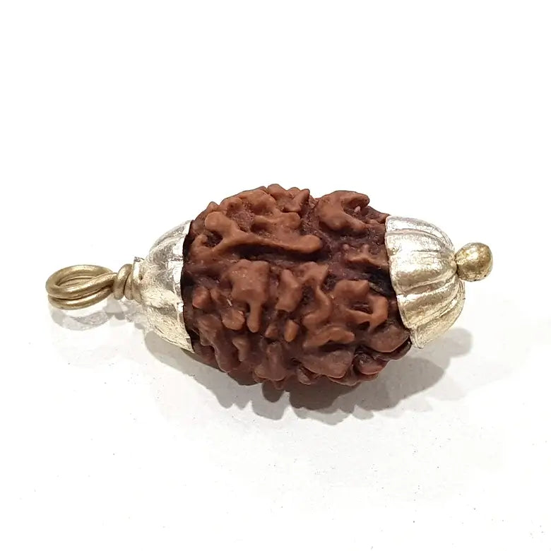 Two Mukhi Premium Rare Rudraksha