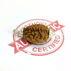 Two Mukhi Rudraksha India