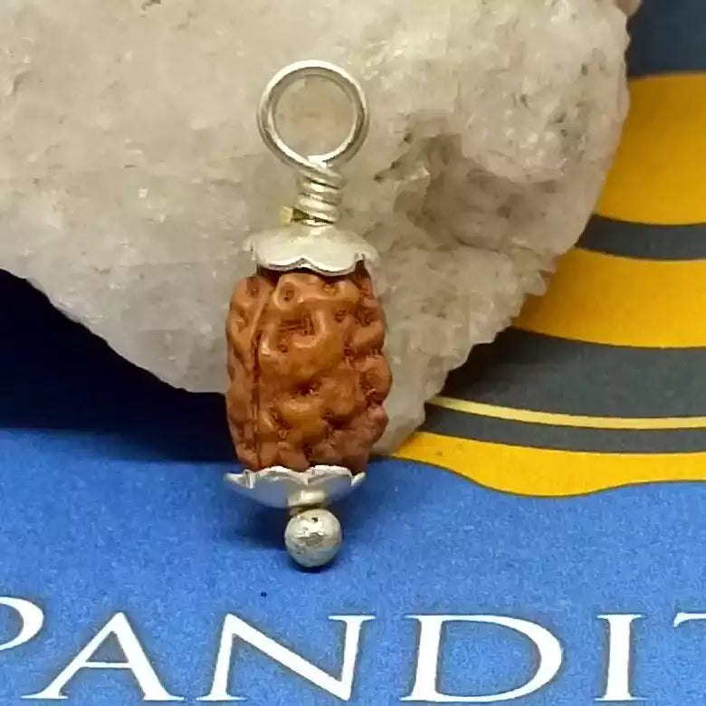 Two Mukhi Rudraksha Indonesia